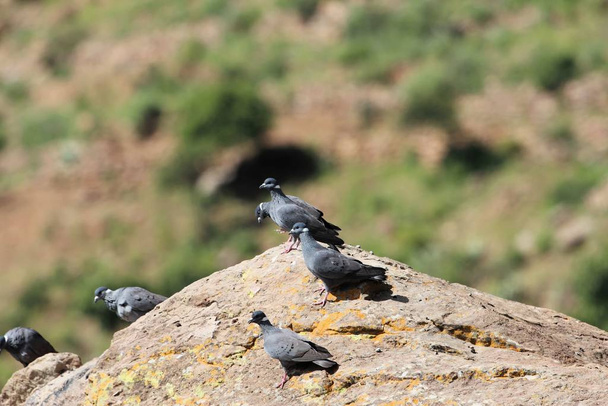  Beyaz yakalı güvercin sürüsü, Columba albitorkları, bir kayanın üzerinde..  - Fotoğraf, Görsel