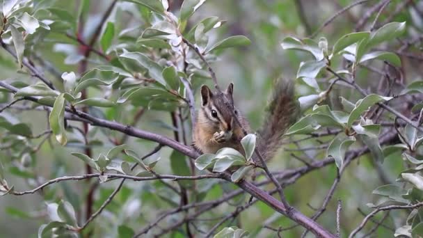 Eating chipmunk hidden in the crunches. All species of chipmunks in Canada live in forested areas. Kananaskis Country, Travel Alberta, Tourism, cute creature, amazing animal, wildlife - Footage, Video