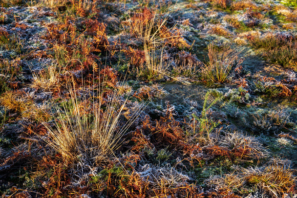 Frosty plants at Chailey Nature reserve in East Sussex - Photo, Image