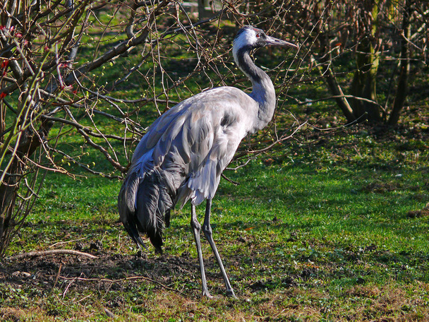 the crane (grus grus),also called gray crane or eurasian crane,is the only representative of the family of cranes in northern and central europe. cranes inhabit marsh and moorland in much of eastern and northern europe - Zdjęcie, obraz