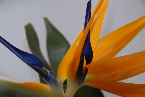 tropical orange strelizie flower, Bird of paradise flower - 写真・画像