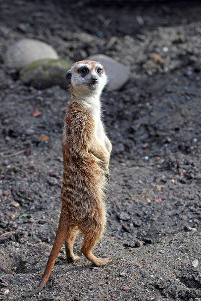 cute meerkat suricate suricatta - Fotoğraf, Görsel
