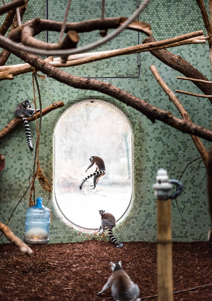 Лемур Лемур Катта з кільцевим хвостом виглядає стрибаючим зоопарком, закритим домашньою пухнастою мавпою, яка дивиться на гру іграшковими іграшками, що нагадують силует. - Фото, зображення
