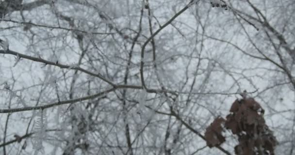 View of a winter snowed tree twig. - Footage, Video