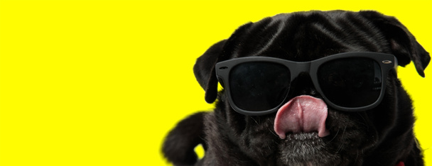 красивая собака-мопс в солнечных очках и облизывая рот прохладно
 - Фото, изображение
