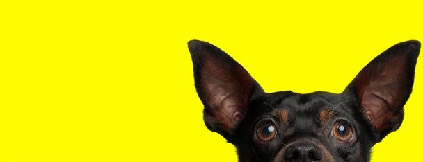 пінчер собака позує з лише половиною голови відкритою
 - Фото, зображення