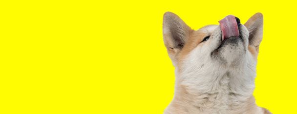 lindo akita inu perro mirando arriba y lamiendo nariz feliz
 - Foto, imagen