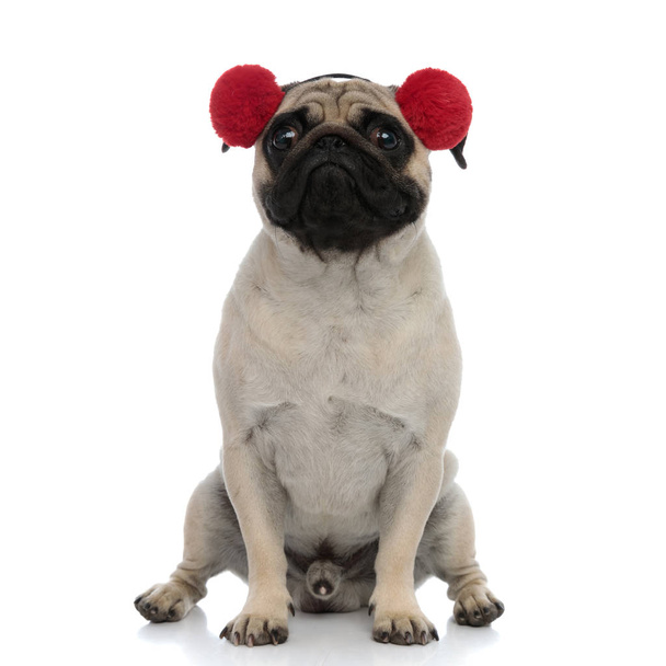 Dutiful pug wearing red earmuffs and looking forward - Photo, Image