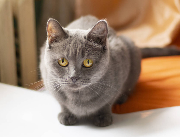 gray cat hunts on orange fabric. Cat face close up. Gray cat wit - Photo, Image