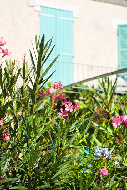 French oleander flowers - Фото, изображение