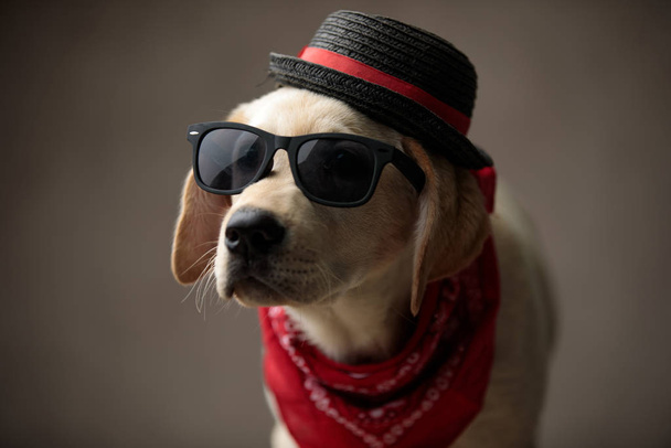carino labrador retriever indossare occhiali da sole, bandana e cappello
 - Foto, immagini