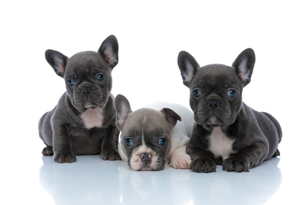 Adorable French bulldog cubs curiously looking forward  - Photo, Image