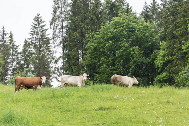 Hodowla bydła - krowy na łące - Zdjęcie, obraz