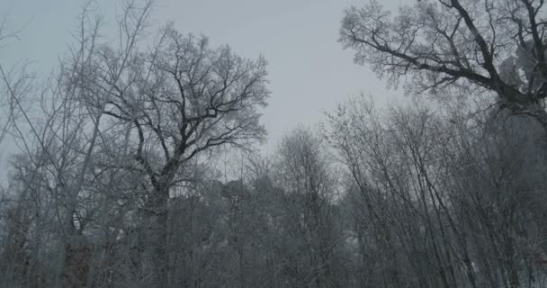 Büyük ağaçların donmuş siluetlerinin peri manzarası. - Video, Çekim