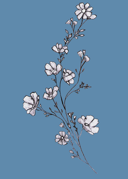  Zweig mit Blüten und Blättern, grafische Handzeichnung - Bloss - Foto, Bild