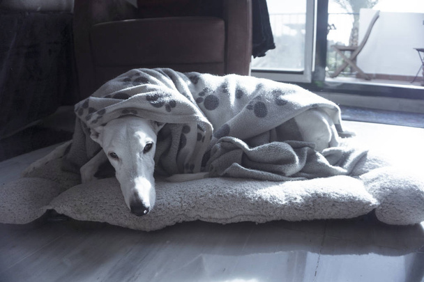 Chien de race Greyhound blanc
 - Photo, image