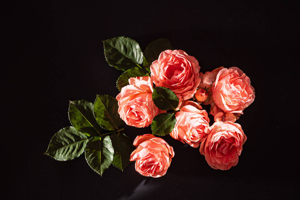 roses on the black background - Foto, immagini