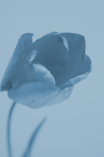 vista panoramica di bel fiore di tulipano - Foto, immagini