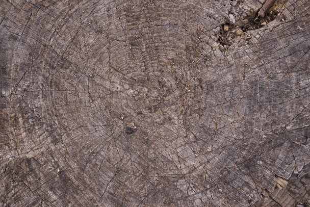 Oude houten getextureerde oppervlakte close-up. Mos en reliëf op het oppervlak.  - Foto, afbeelding