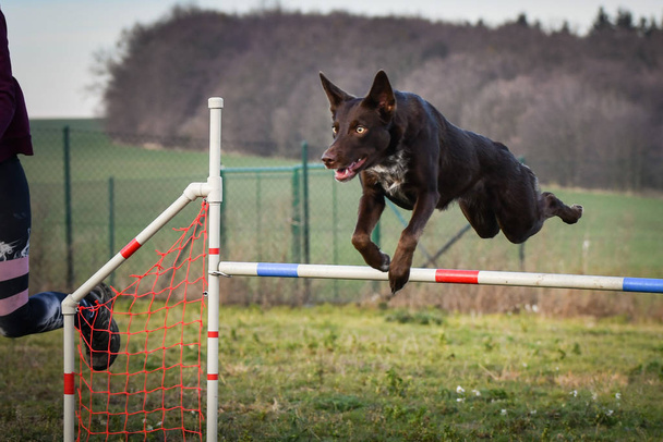 Собака коричневий Прикордонна коллі стрибає спритність. Дивовижний день на чеській конкуренції спритності
. - Фото, зображення