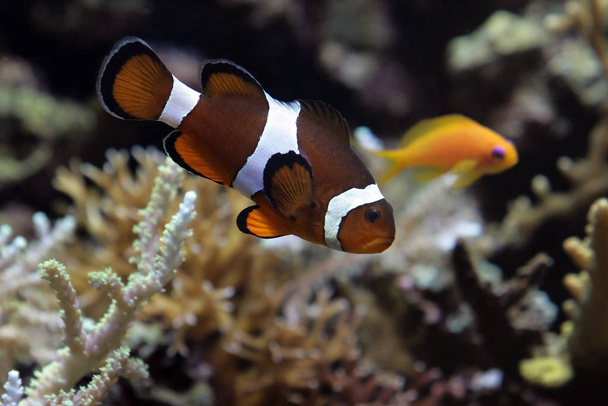 clownfish, underwater reef with fishes - Фото, изображение