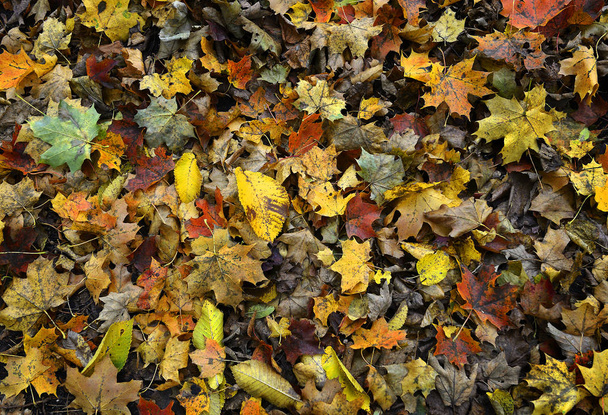Colorful autumn leaves as background - Photo, Image