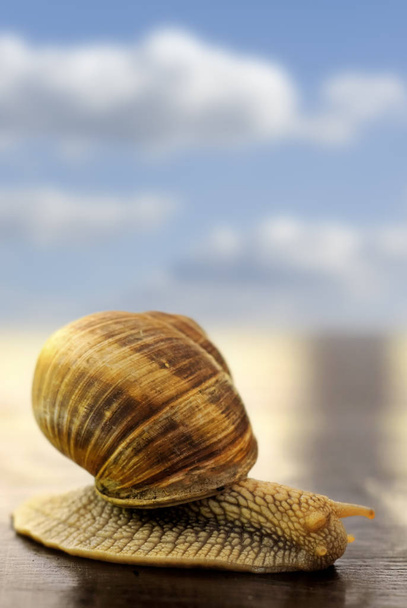 snail shell, invertebrate helix - Fotografie, Obrázek