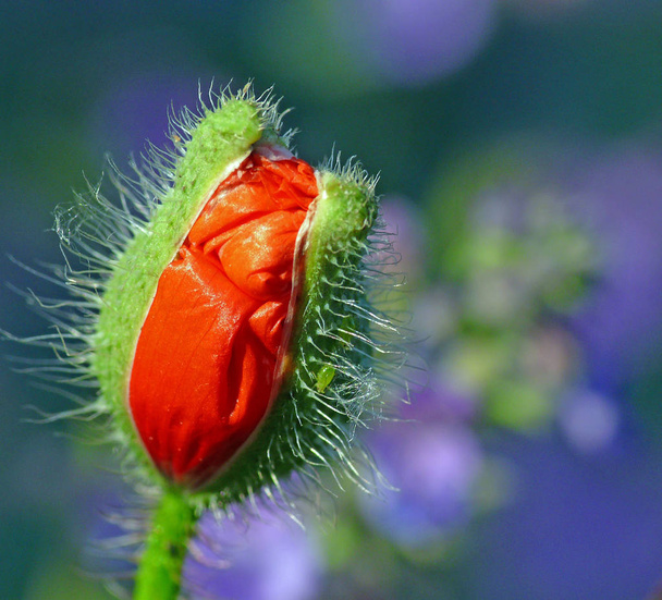 close-up view of beautiful wild poppy flowers - Fotografie, Obrázek