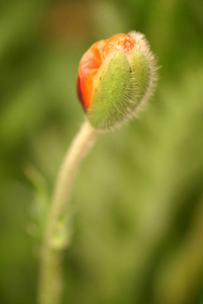 close-up view of beautiful wild poppy flowers - Фото, изображение