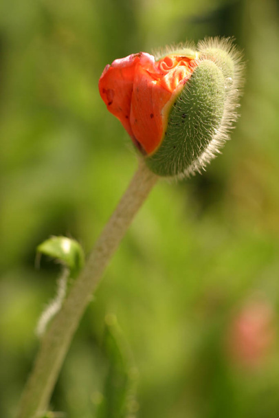 close-up view of beautiful wild poppy flowers - Fotó, kép