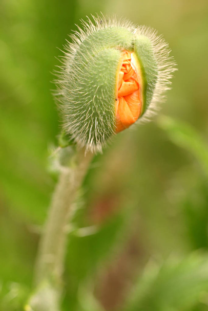 close-up view of beautiful wild poppy flowers - Zdjęcie, obraz