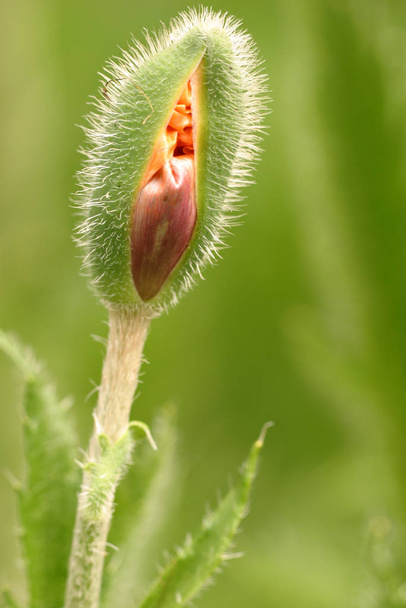 close-up view of beautiful wild poppy flowers - Фото, изображение