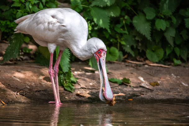 Білі птахи, довгі ноги, живуть у ставку в парку їдять
 - Фото, зображення