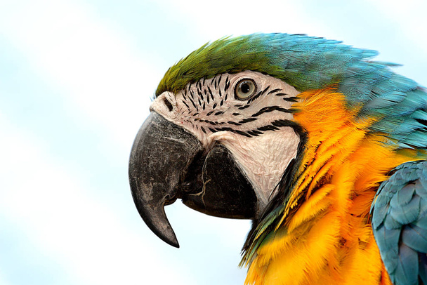 scenic view of beautiful parrot at nature - Foto, Imagem