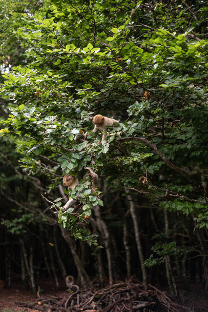 mono berbería macaco cayendo de una rama jugando persiguiendo árboles saltar divertido bosque espacio para texto lúdico concepto
 - Foto, imagen