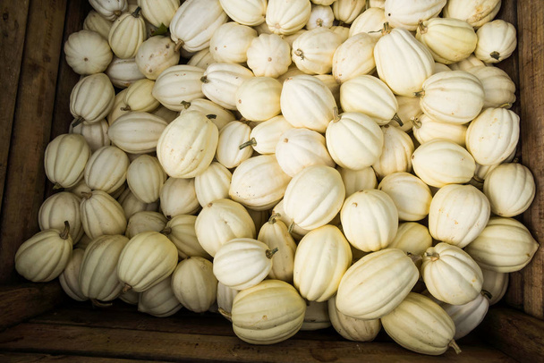Хелловінські білі гарбузи після збору врожаю
 - Фото, зображення