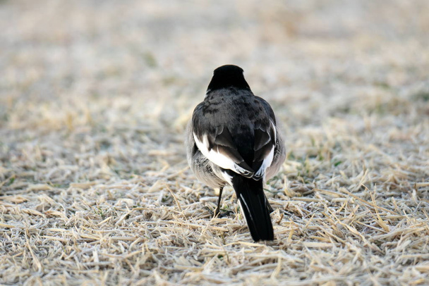 Tokyo,Japan-January 20, 2020: A White Wagtail or a Japanese Pied Wagtail on grass at the winter sunrise - Photo, Image