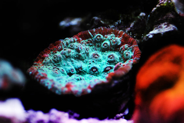 Żywy koral z lawy - Pectiniidae sp. - Zdjęcie, obraz