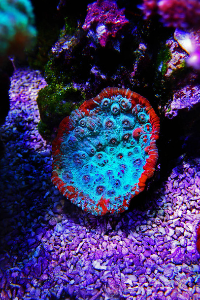 Living Lava chalice Lps coral - Pectiniidae sp. - Фото, изображение
