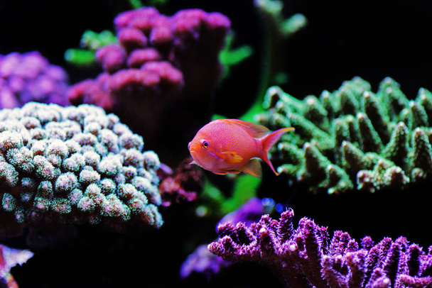 Lyretail Anthias coral fish - (Pseudanthias squamipinnis)  - Photo, Image