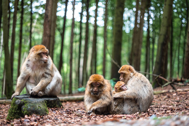 famiglia di scimmie carino legame insieme abbraccio gioco divertente bambino genitori shildhood sacro foresta germania
 - Foto, immagini