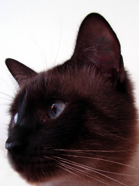 Portrait of a cute cat  - Фото, зображення