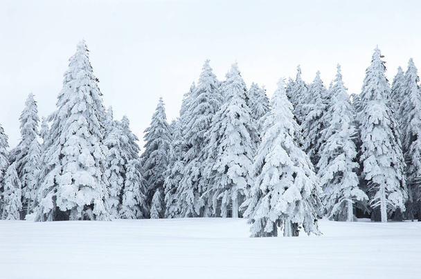 snow-covered winter landscape - Foto, imagen