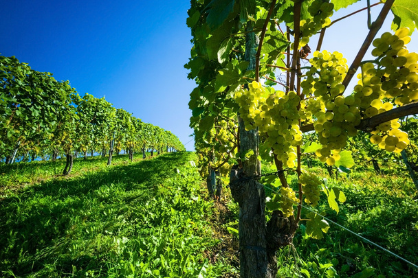 Grapes in the vineyard - Photo, Image