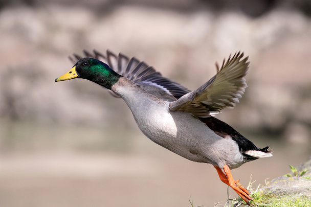 Wild duck male takeoff - Photo, Image