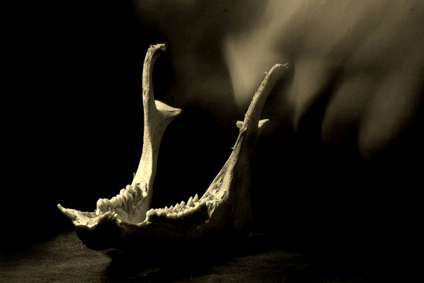 Siyah arkaplanda cadılar bayramı kafatası - Fotoğraf, Görsel