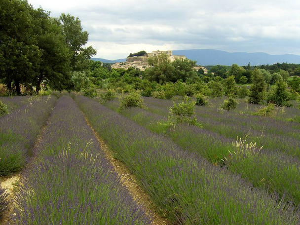 scenic view of beautiful purple lavender - Foto, afbeelding