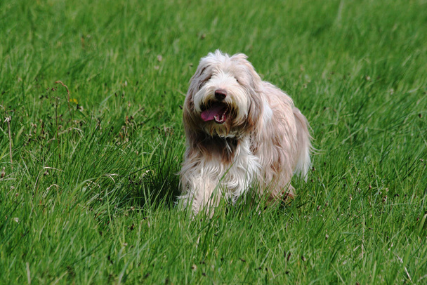 dog breed white terrier on green grass - Fotografie, Obrázek