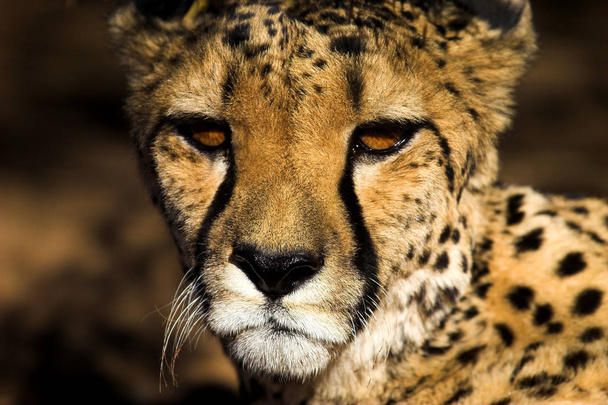 spotted cheetah, predator big cat - Zdjęcie, obraz