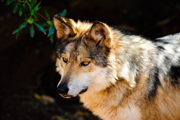 Mexican Gray wolf - Photo, Image